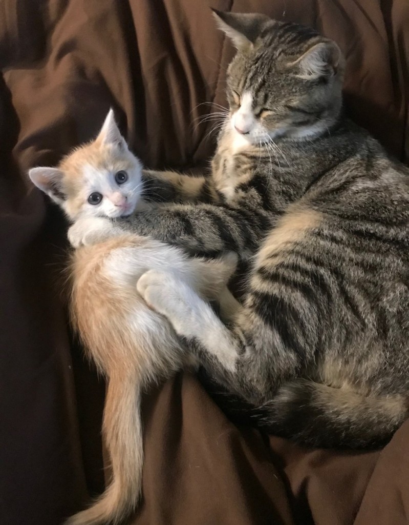 一緒に眠る猫と子猫