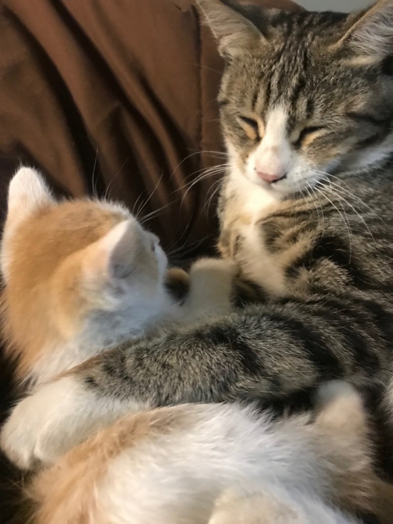 見つめ合う猫と子猫