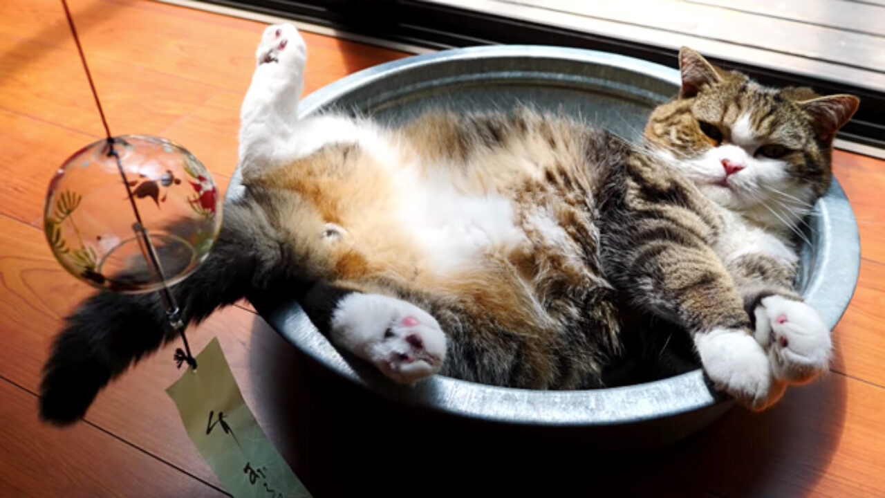 修正作品 プカプカ猫