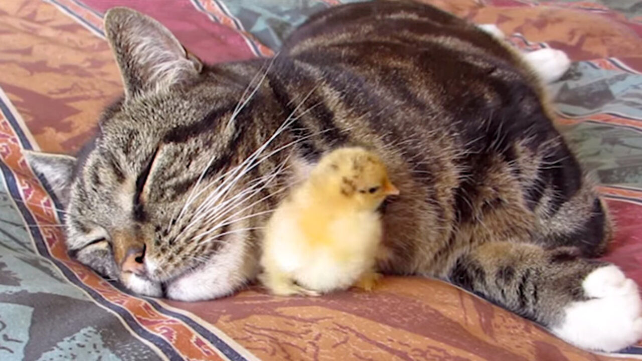 hiyokolove_cat_title-1280x720.jpg