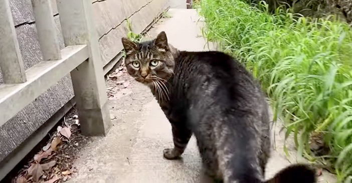 近道を案内してくれる猫