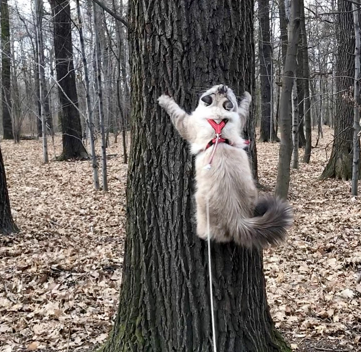 木にくっつく猫