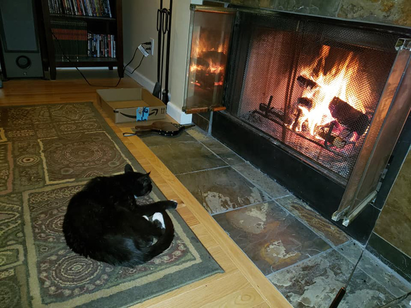 暖まる猫