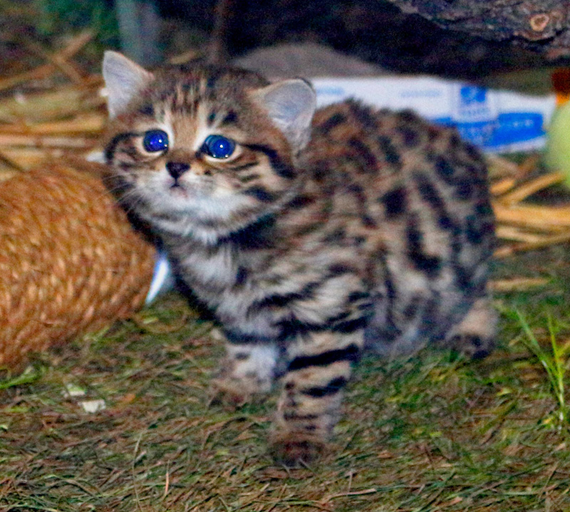 クロアシネコの子猫