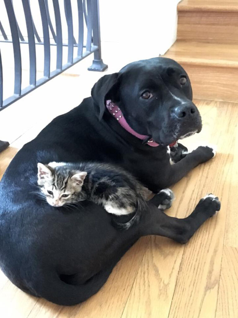 犬と子猫