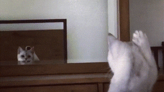 え 何これ 鏡を見て自分の耳の存在に気付いた猫さん ドキドキしながら耳を確認する仕草が可愛すぎる エウレカ