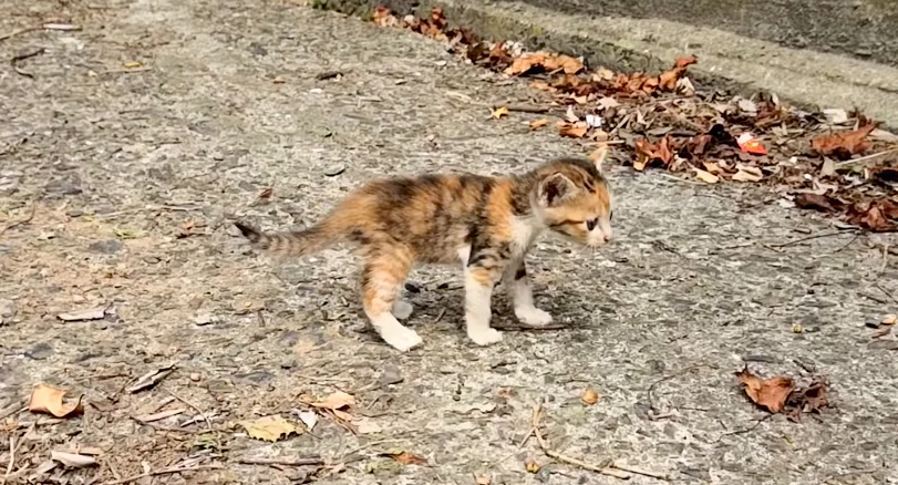 登りきった子猫