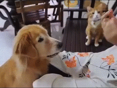 犬と一緒に練習する猫
