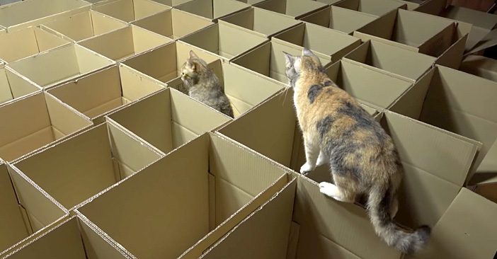 ダンボール箱に興味津々の猫