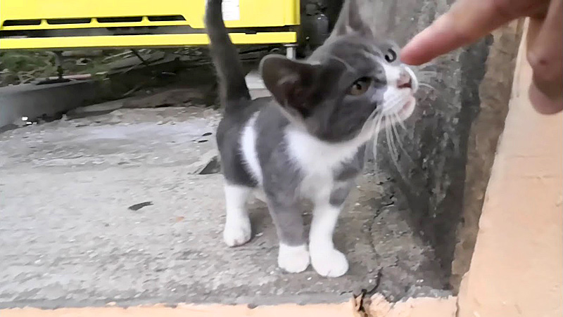 指をクンクンする子猫