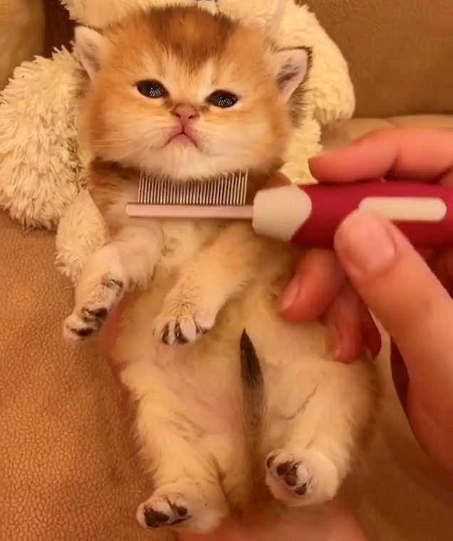 毛づくろいされる子猫