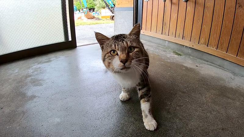 待合室に入ってきた猫