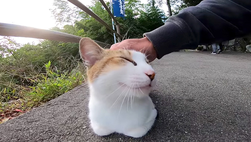 撫でられる猫