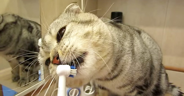 歯磨き好きの猫