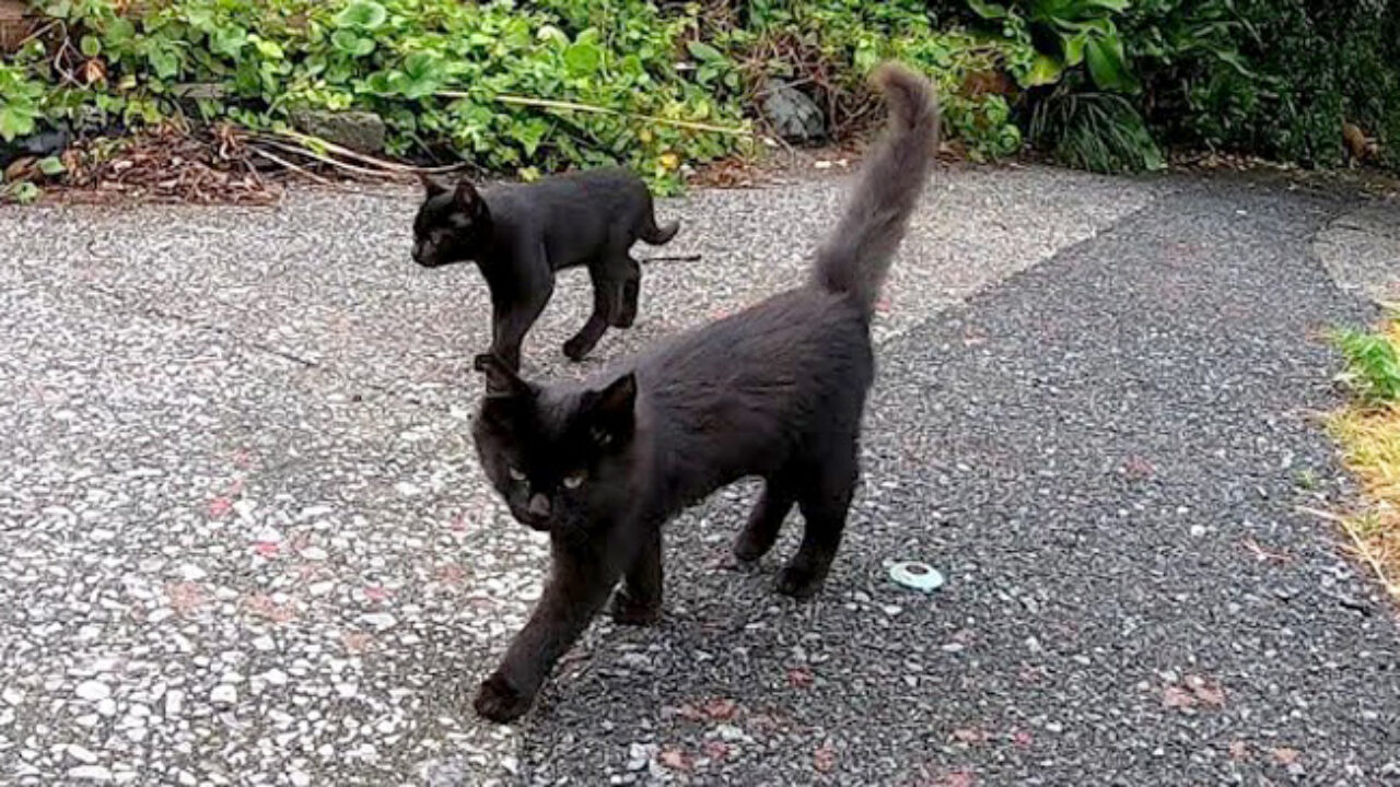 black_cat_title-1280x720.jpg