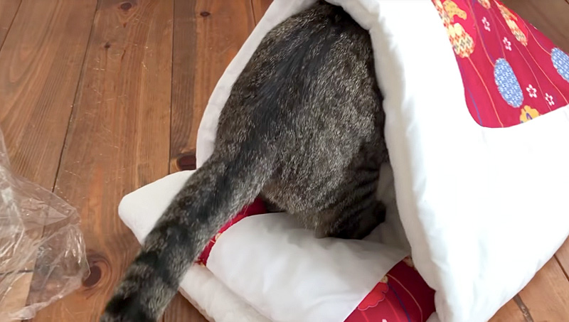 布団に潜る猫