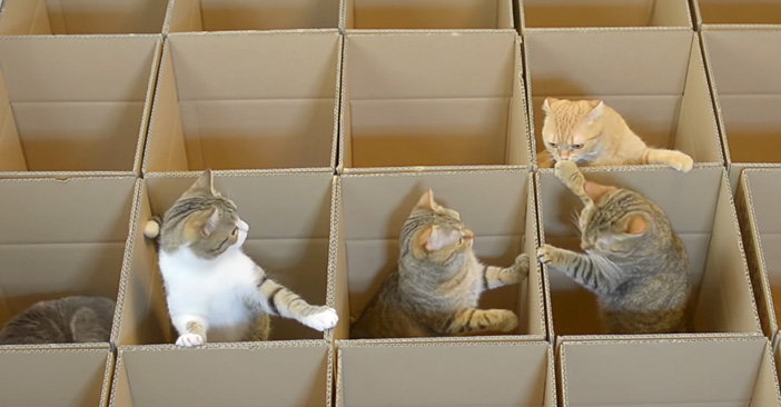 ダンボール箱と猫