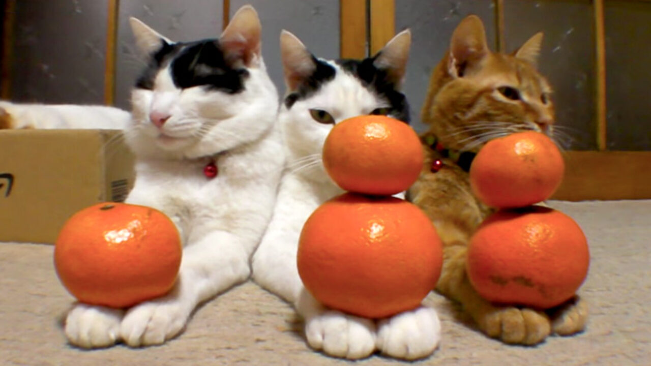 mikan_cat_title02-1280x720.jpg