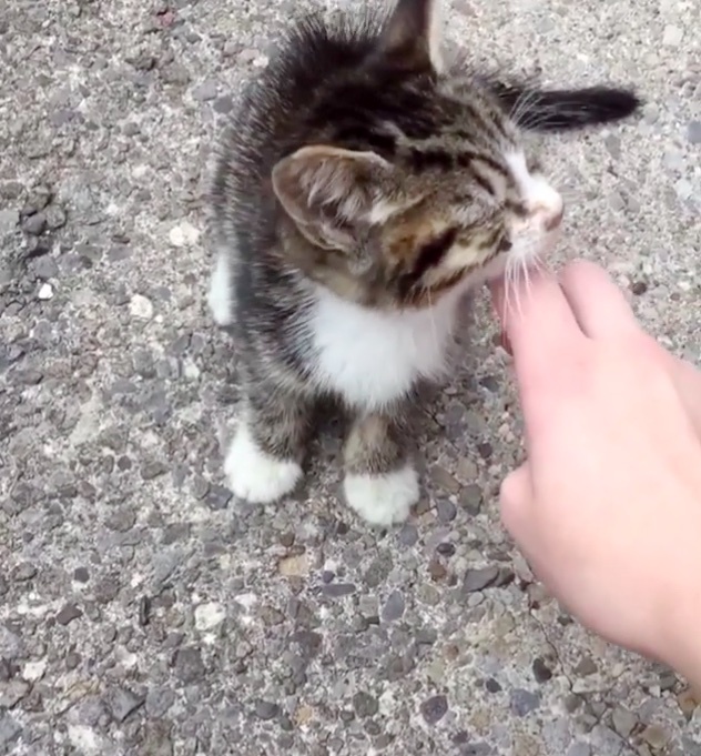 路上の子猫