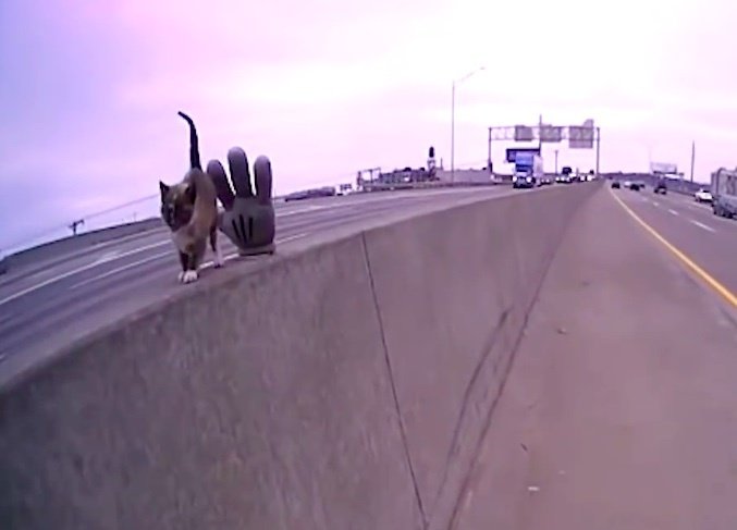 高速道路で見つかった子猫