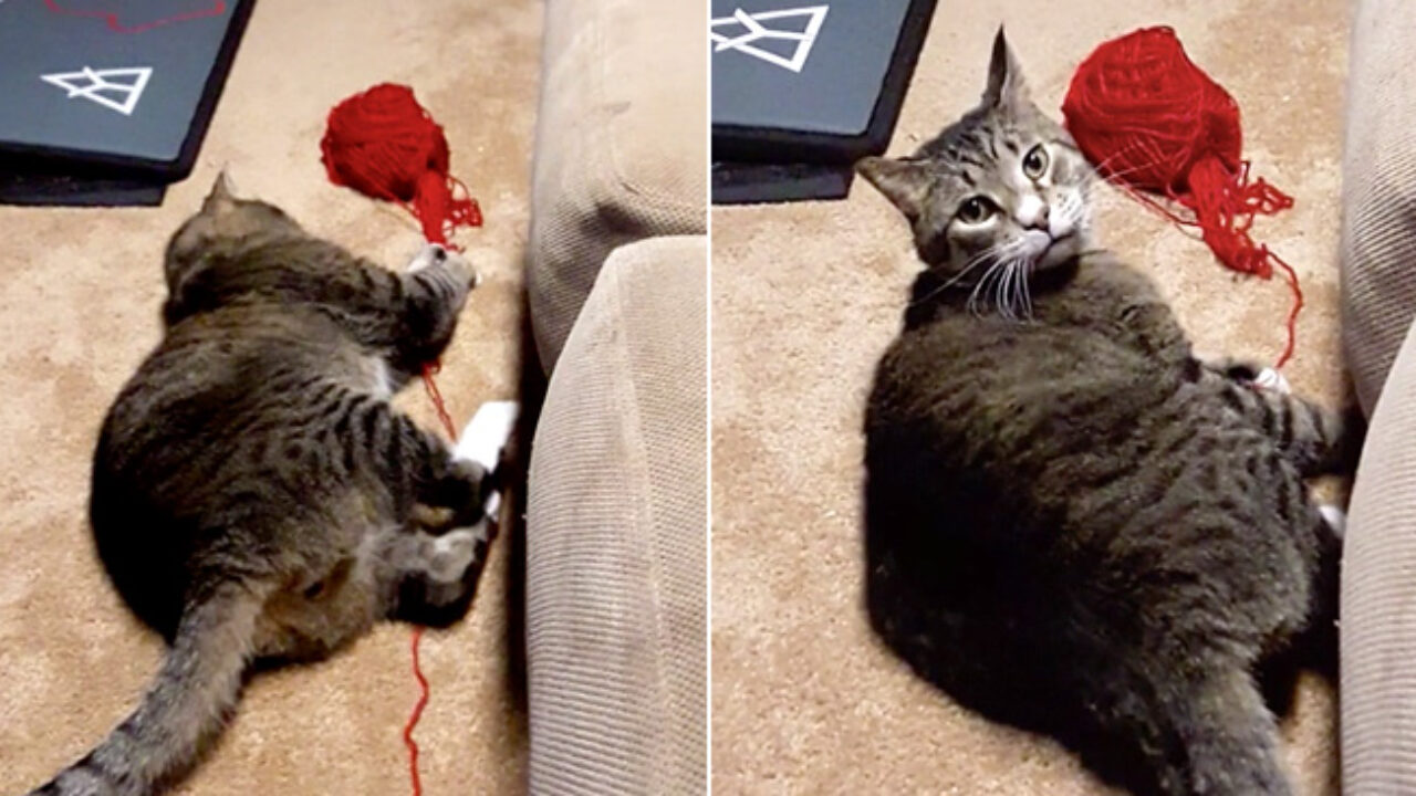 コッソリと毛糸玉で遊んでいた猫さん。飼い主さんの視線にハッと