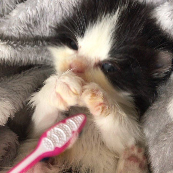 毛づくろいされる子猫
