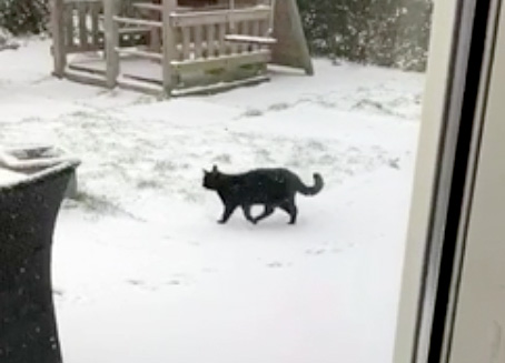雪の中を歩く猫