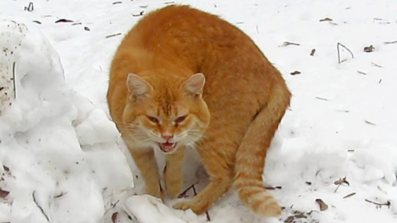 snow_cat_title1-1280x720.jpg