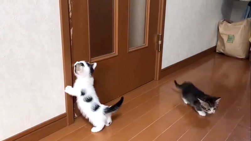 ドアを開けて欲しい子猫