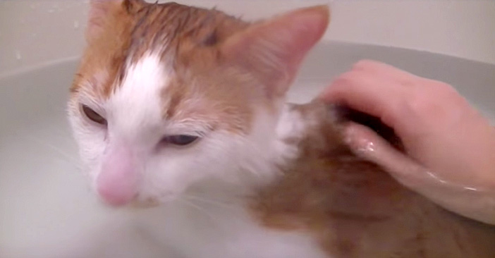 お風呂好きの猫