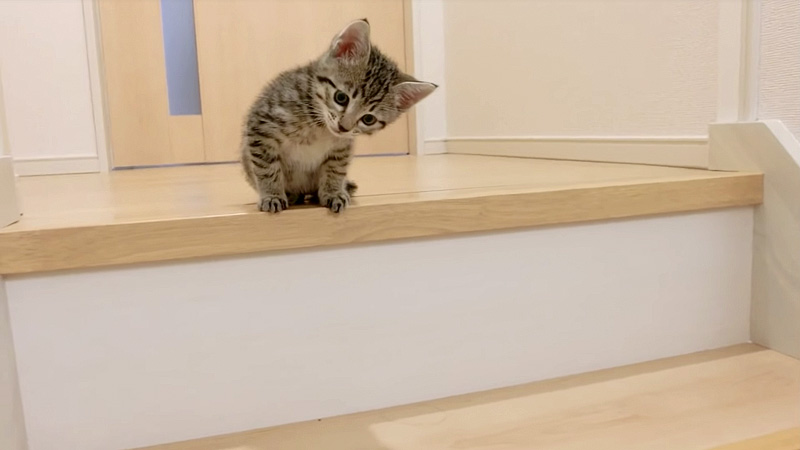 階段を覗き込む子猫