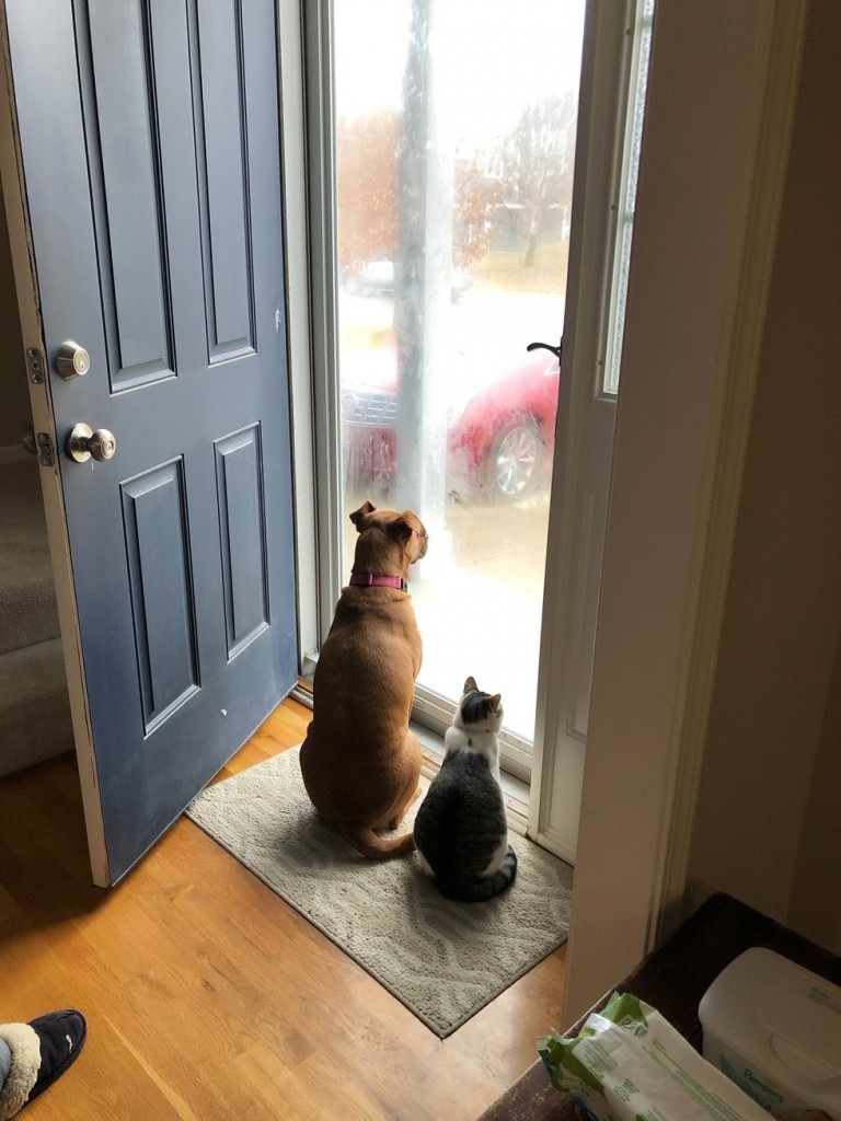 犬と一緒に外を見る猫