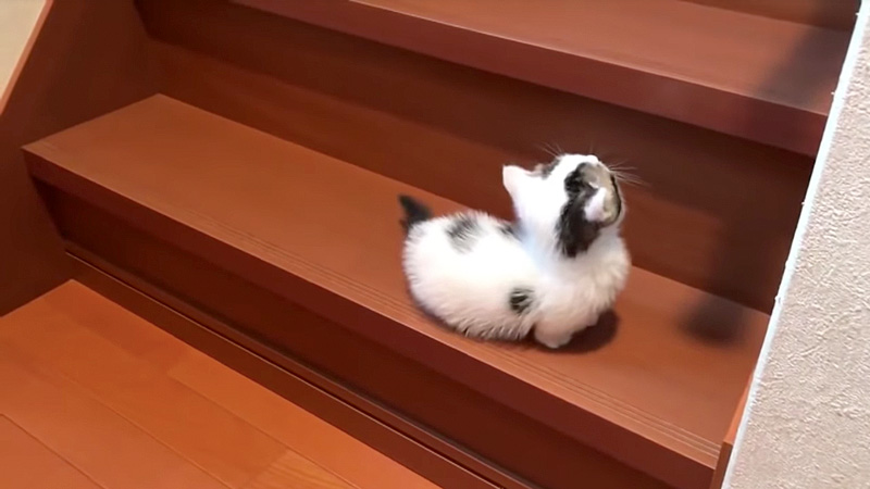 階段と子猫