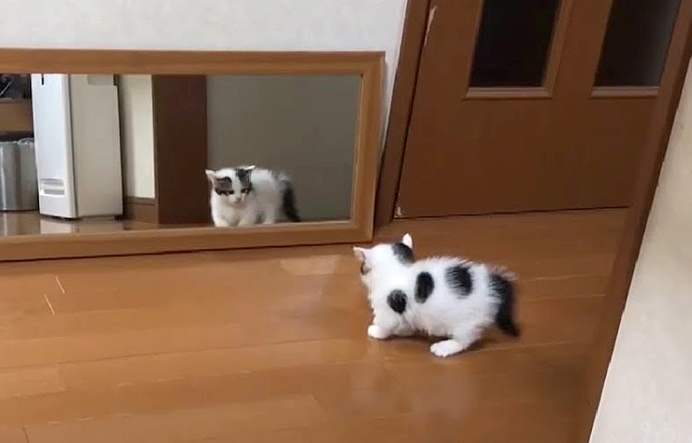 鏡と子猫