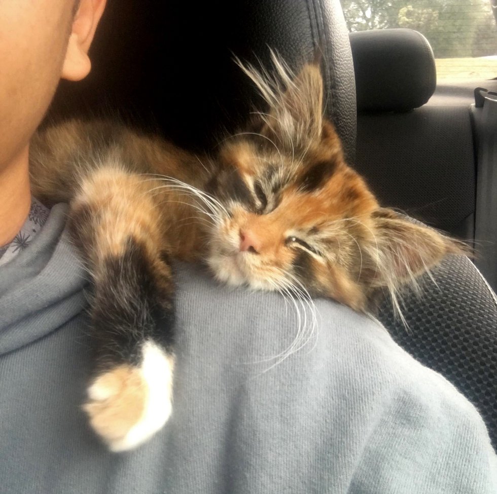 肩で眠る子猫