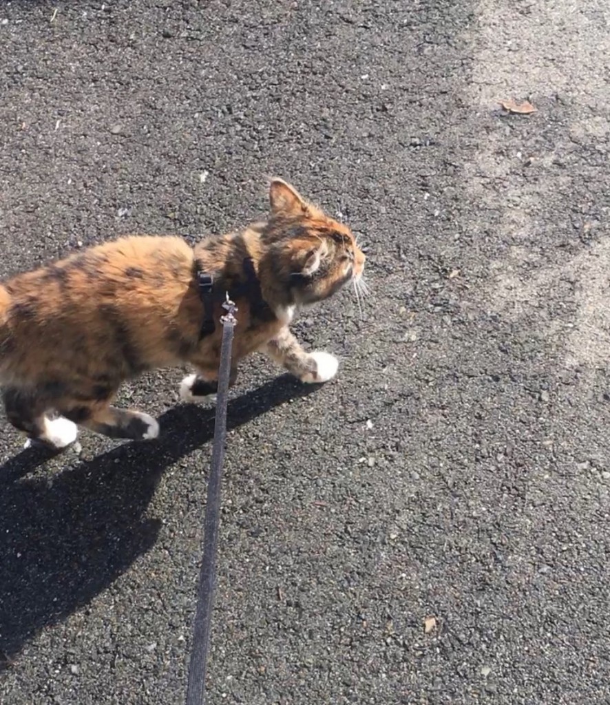 散歩する子猫