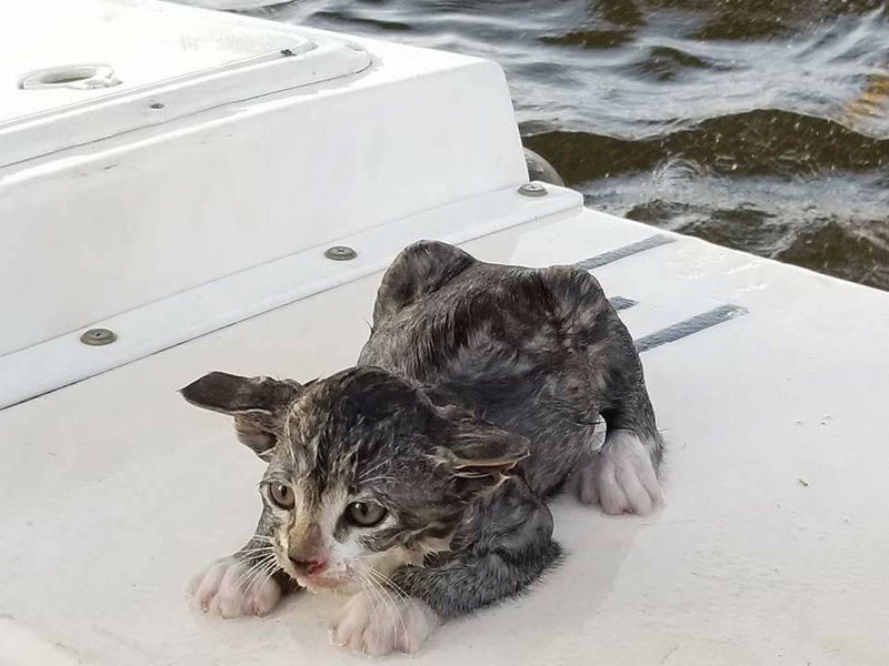 秀出された子猫