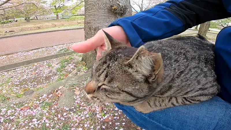 撫でられる猫