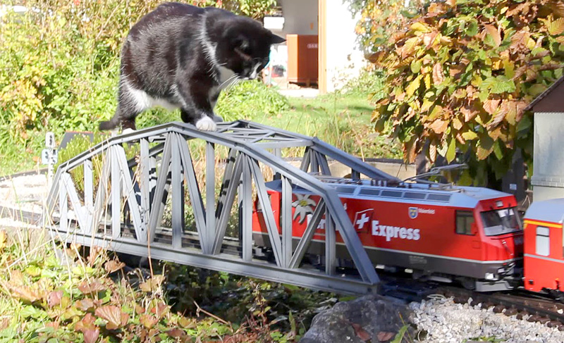 鉄橋に登る猫