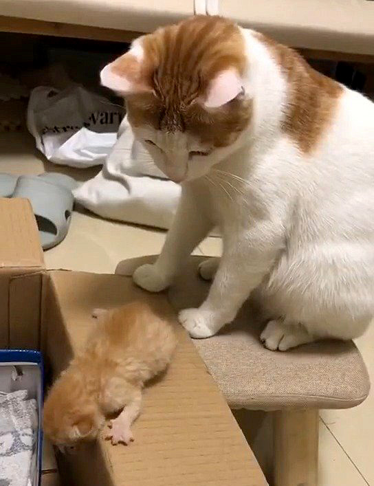 子猫を見つめる母猫