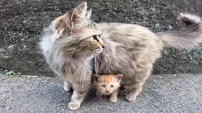母猫に守られる子猫