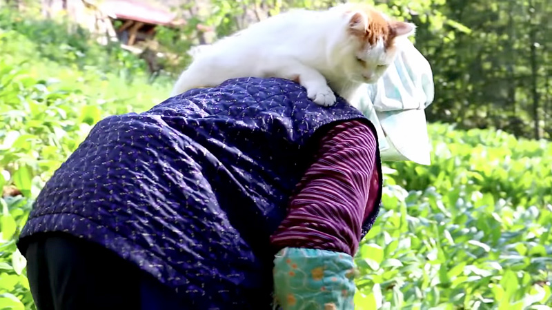 山菜採りをするおばあちゃんの背中に乗る猫さん 心地よい揺れに幸せを感じて まったりとくつろぎ始める姿にホッコリ エウレカ