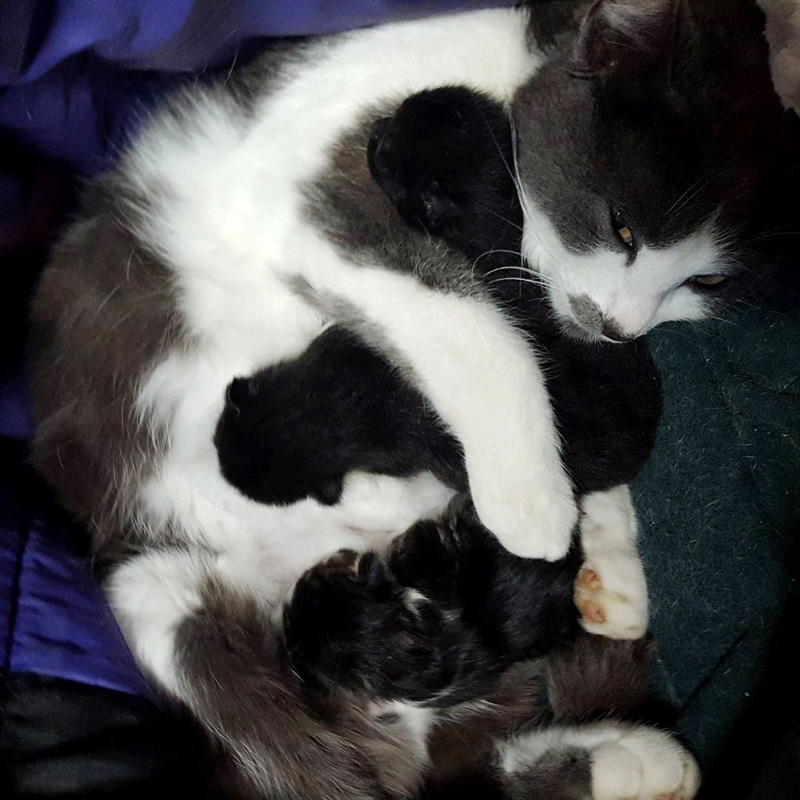 猫の親子