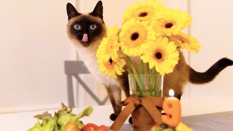 誕生日を迎えた猫