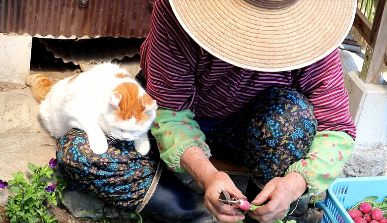 おばあちゃんと猫