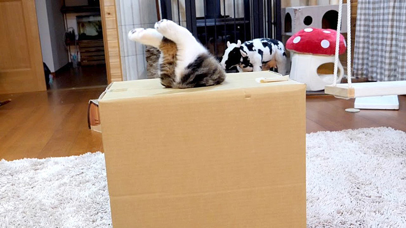 猫の入っていた箱