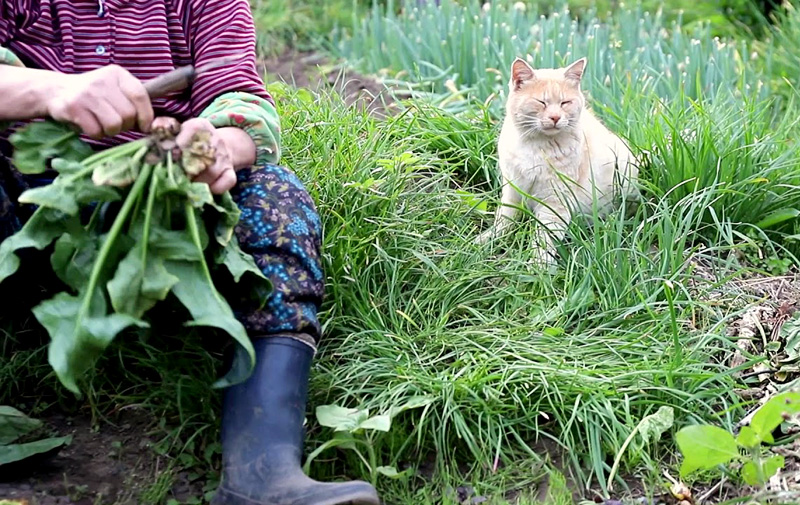 おばあちゃんと猫