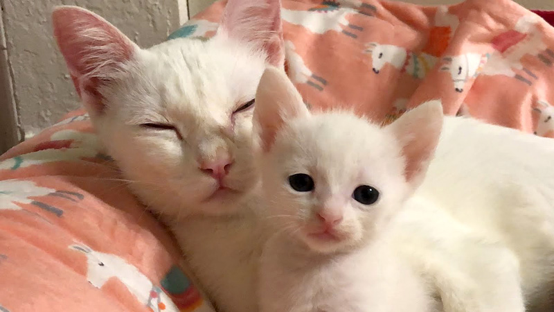 子猫と母猫