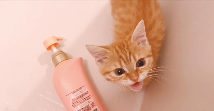 お風呂で伝える子猫