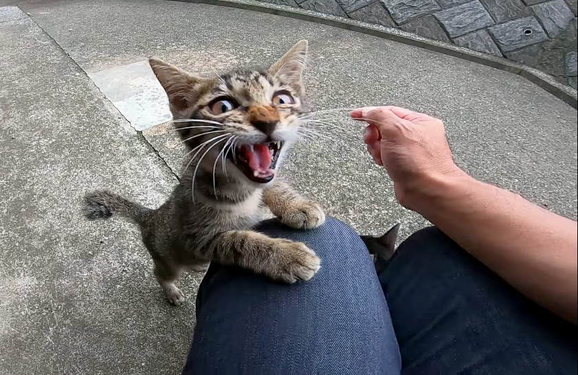 膝に手を置く子猫